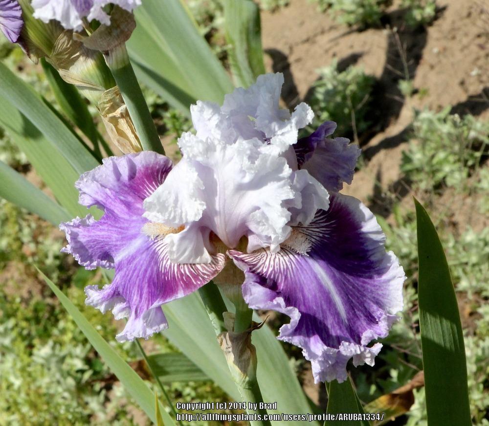 Photo of Tall Bearded Iris (Iris 'Frill of It All') uploaded by ARUBA1334