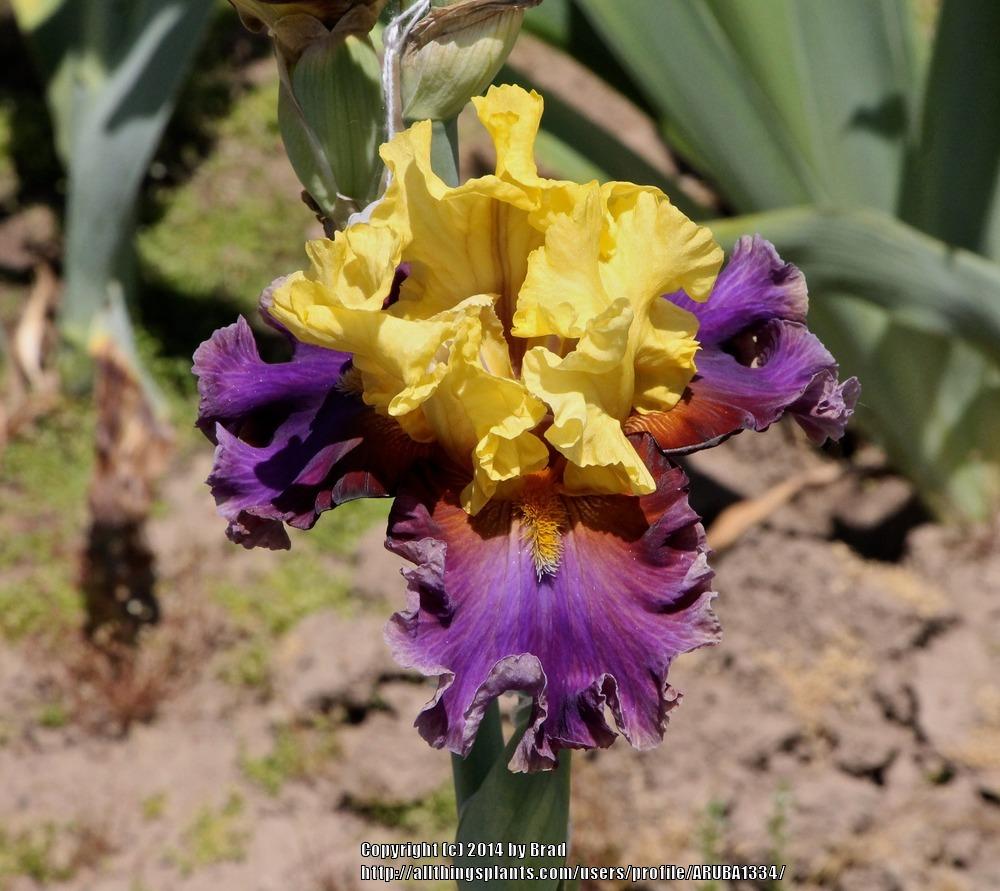Photo of Tall Bearded Iris (Iris 'Devil's Duchess') uploaded by ARUBA1334