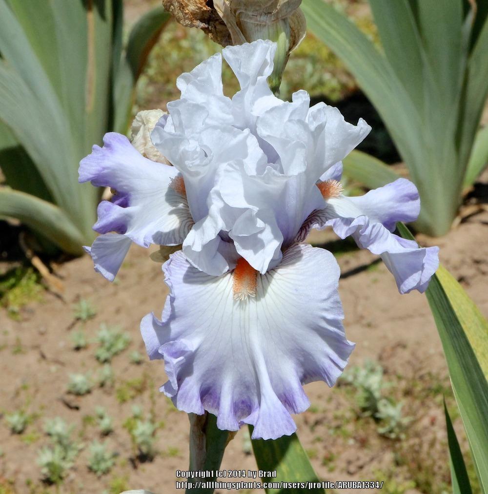 Photo of Tall Bearded Iris (Iris 'Southern Grace') uploaded by ARUBA1334