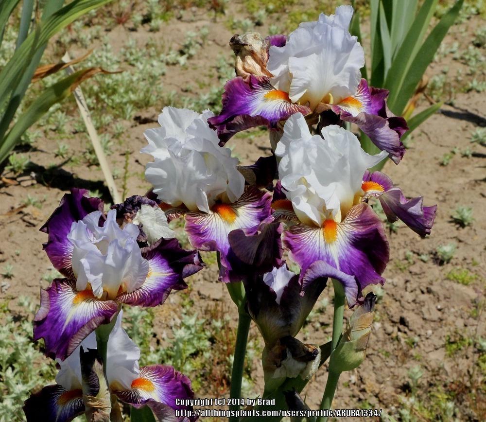 Photo of Tall Bearded Iris (Iris 'Mindful') uploaded by ARUBA1334