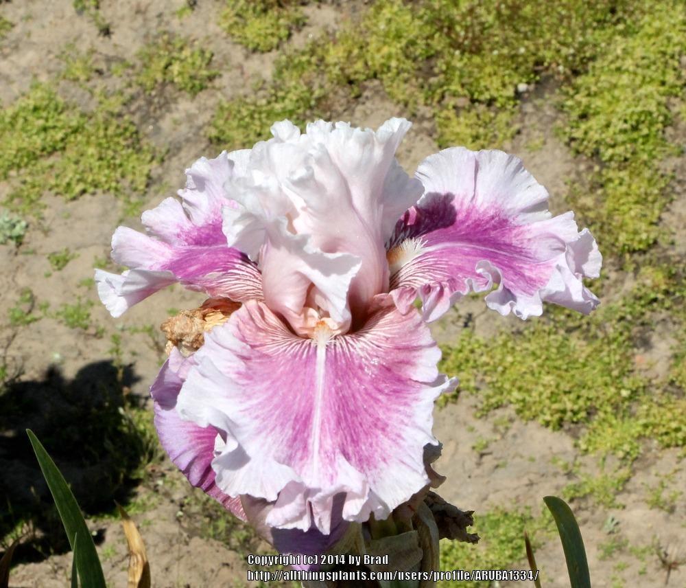 Photo of Border Bearded Iris (Iris 'Absolute Cute') uploaded by ARUBA1334