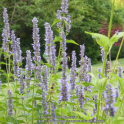 Location: My garden in Kentucky
Date: 2014-06-30
Bees love this Agastache! #Pollination
