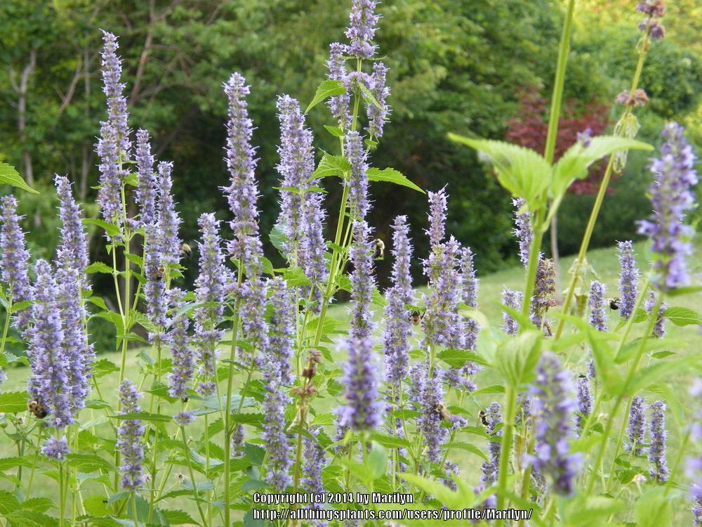 Photo of Anise Hyssop (Agastache 'Black Adder') uploaded by Marilyn