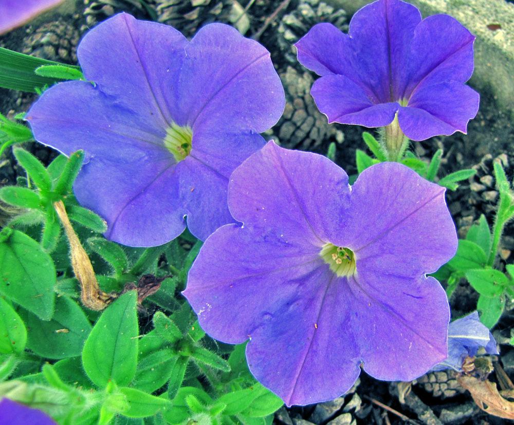 Photo of Multiflora Spreading/Trailing Petunia (Petunia Surprise™ Blue) uploaded by TBGDN