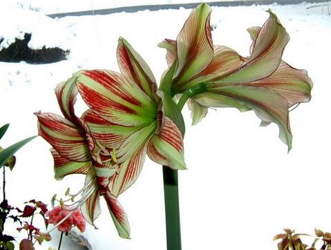 Photo of Butterfly Amaryllis (Hippeastrum papilio) uploaded by pirl