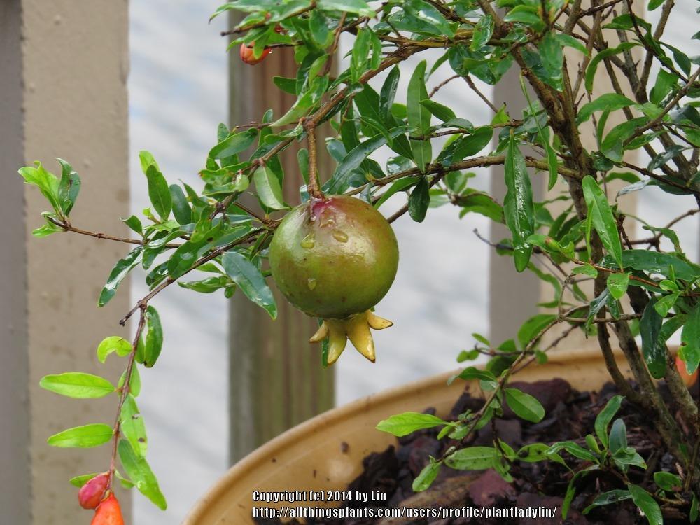 Photo of Dwarf Pomegranate (Punica granatum 'Nana') uploaded by plantladylin