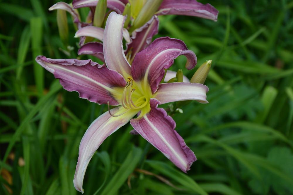 Photo of Daylily (Hemerocallis 'Watchyl Lavender Blue') uploaded by queerbeet
