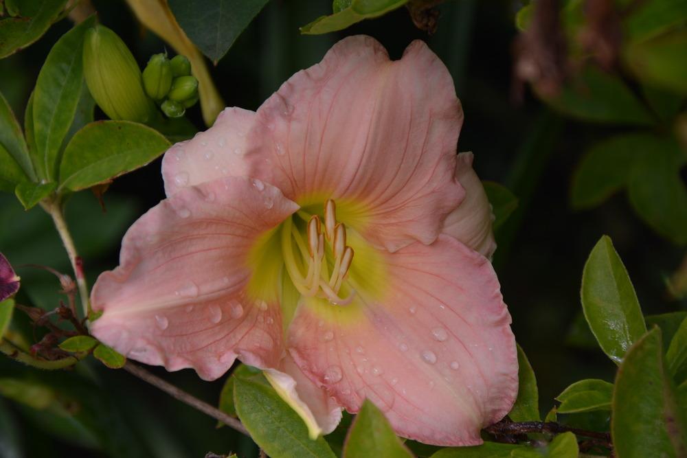 Photo of Daylily (Hemerocallis 'Ah Youth') uploaded by queerbeet