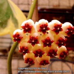 Location: At our garden - San Joaquin County, CA
Date: 2014-07-01
Close-up of the little star blooms of Hoya kerrii variegata