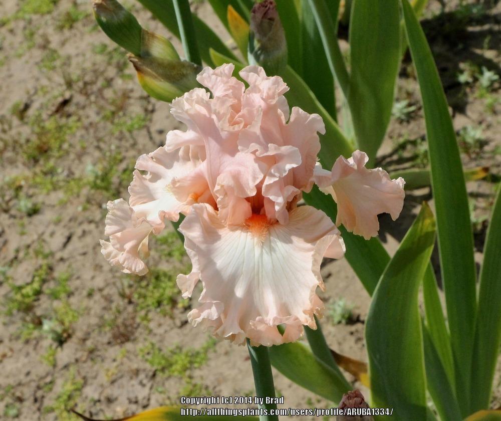 Photo of Tall Bearded Iris (Iris 'Pretty Kitty') uploaded by ARUBA1334