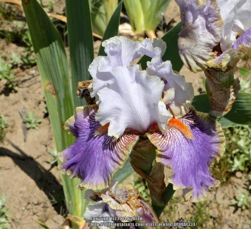 Photo of Tall Bearded Iris (Iris 'Effective') uploaded by ARUBA1334