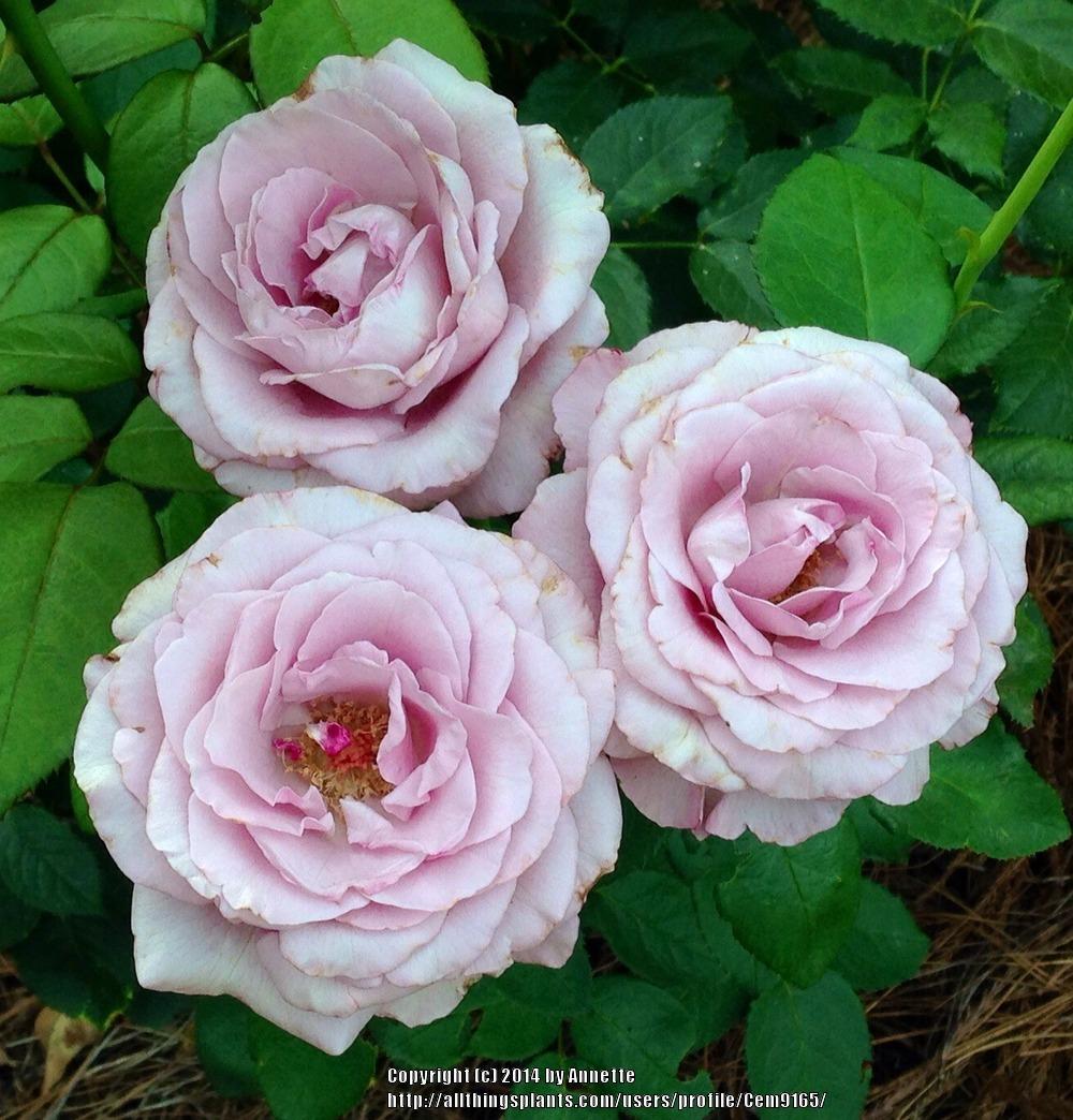 Photo of Rose (Rosa 'Neptune') uploaded by Cem9165