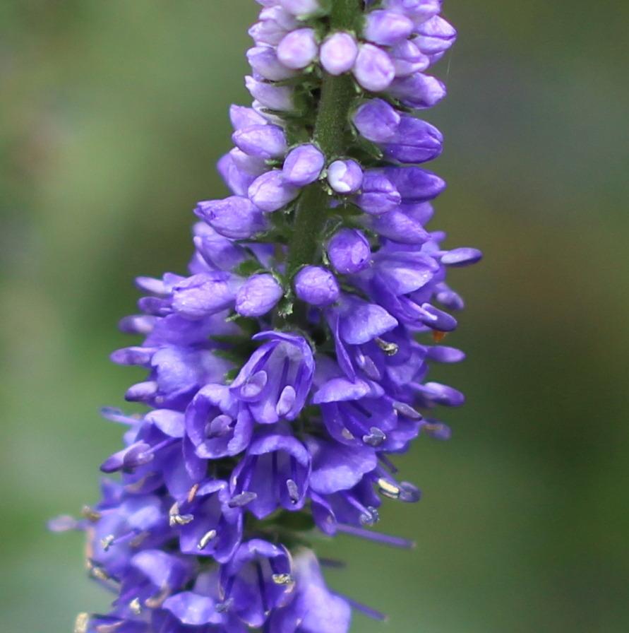 Photo of Speedwell (Veronica 'Sunny Border Blue') uploaded by dave