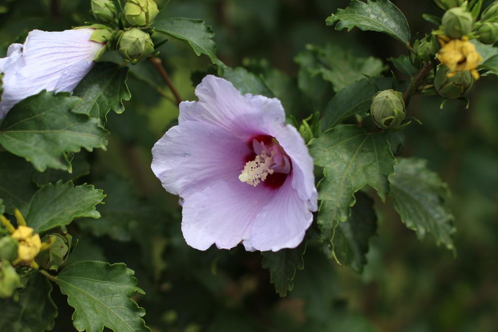 Photo of Rose of Sharon (Hibiscus syriacus Blue Angel™) uploaded by dave