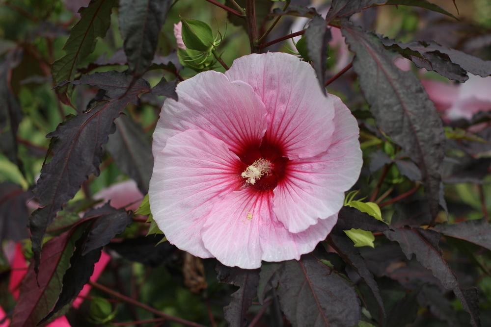 Photo of Hybrid Hardy Hibiscus (Hibiscus Summerific™ Summer Storm) uploaded by dave