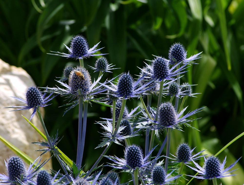 Photo of Sea Holly (Eryngium 'Sapphire Blue') uploaded by dirtdorphins