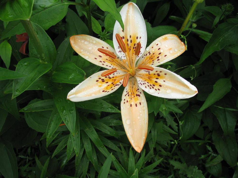 Photo of Lily (Lilium 'Orange Electric') uploaded by jmorth