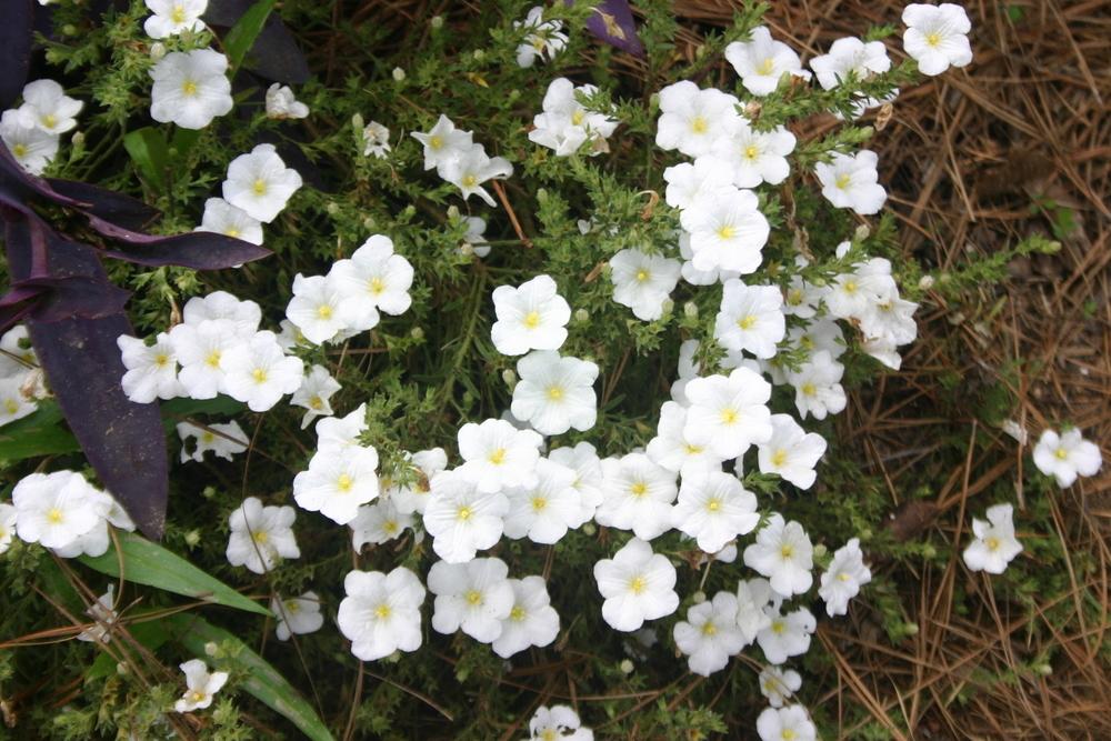 Photo of Cupflower (Nierembergia Summer Splash™ Compact White) uploaded by jon