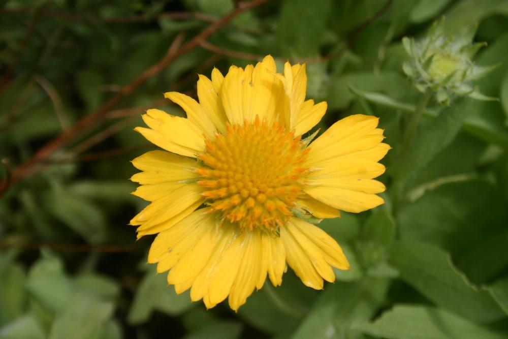 Photo of Blanket Flower (Gaillardia Mesa™ Yellow) uploaded by jon