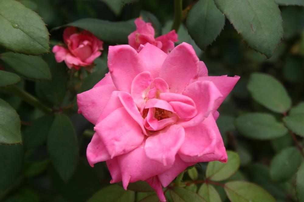 Photo of Rose (Rosa 'Pink Double Knock Out') uploaded by jon