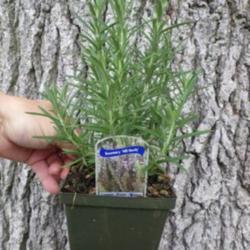 Location: New Jersey
Date: June 2014
Rosemary (Rosmarinus officanlis 'Hill Hardy')