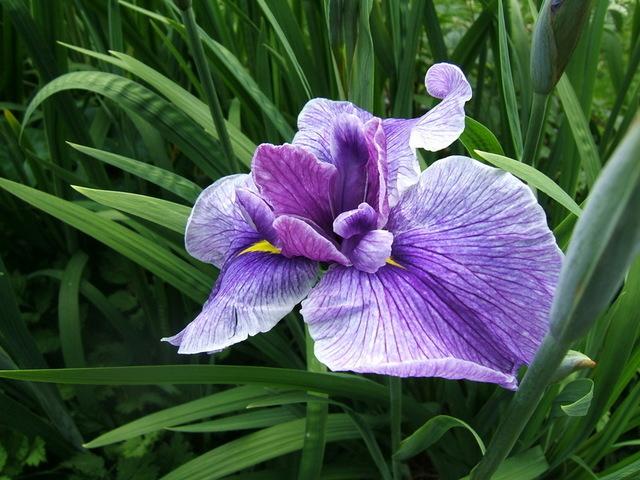 Photo of Japanese Iris (Iris ensata 'Enticing Geisha') uploaded by pirl