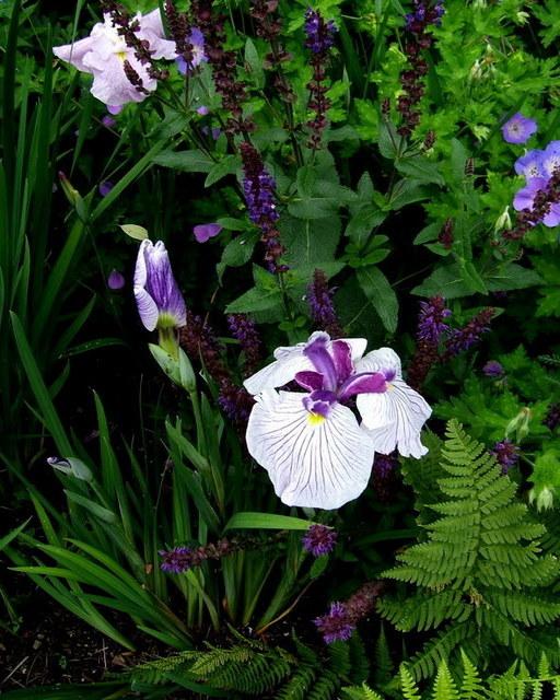 Photo of Japanese Iris (Iris ensata 'Amethyst Wings') uploaded by pirl