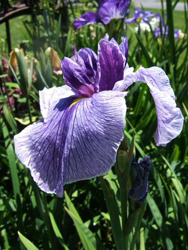Photo of Japanese Iris (Iris ensata 'Enticing Geisha') uploaded by pirl