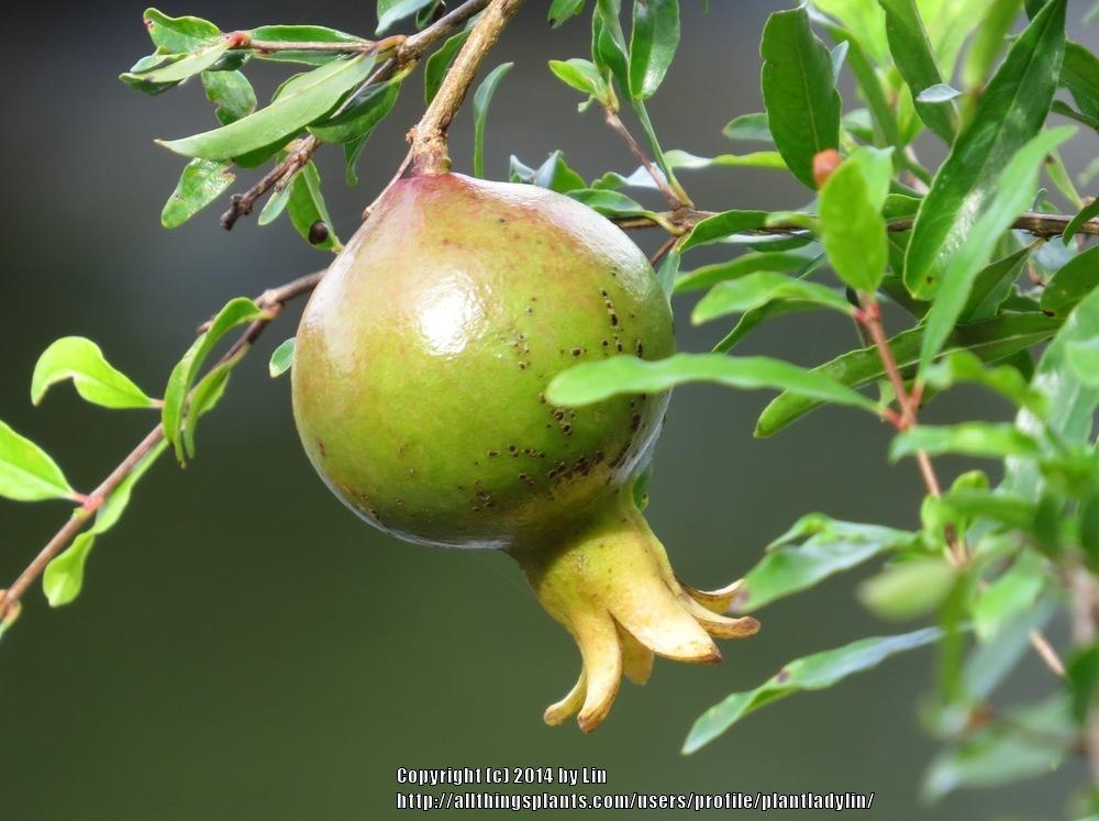 Photo of Dwarf Pomegranate (Punica granatum 'Nana') uploaded by plantladylin