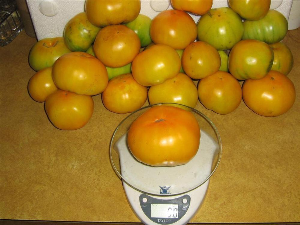 Photo of Tomato (Solanum lycopersicum 'Azoychka') uploaded by saltmarsh