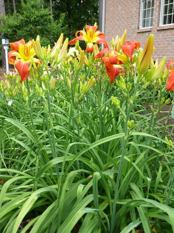 Photo of Daylily (Hemerocallis 'What's Up Down South') uploaded by Tree_climber