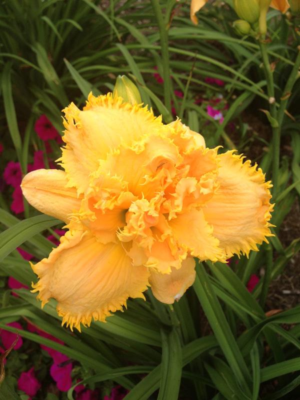 Photo of Daylily (Hemerocallis 'Prickly All Over') uploaded by Tree_climber