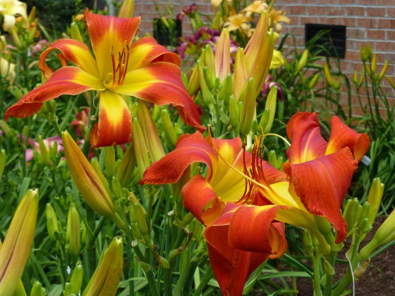 Photo of Daylily (Hemerocallis 'What's Up Down South') uploaded by Tree_climber