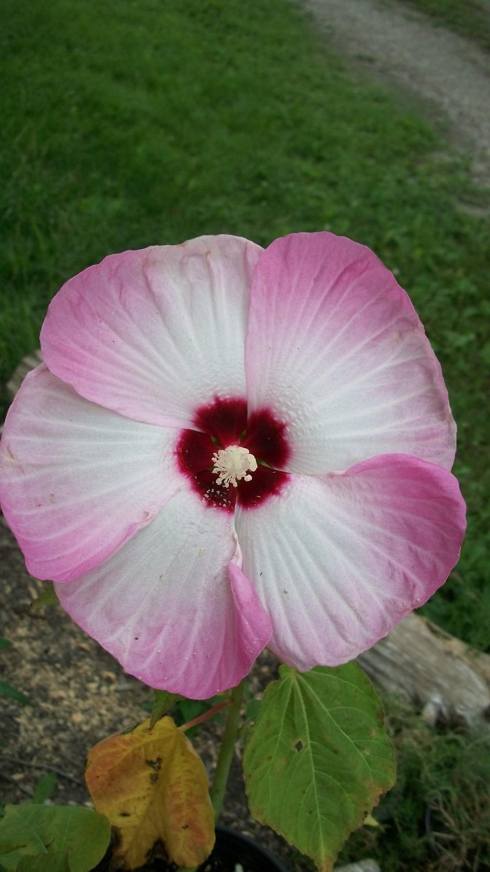 Photo of Hybrid Hardy Hibiscus (Hibiscus Luna™ Pink Swirl) uploaded by hazeleyes
