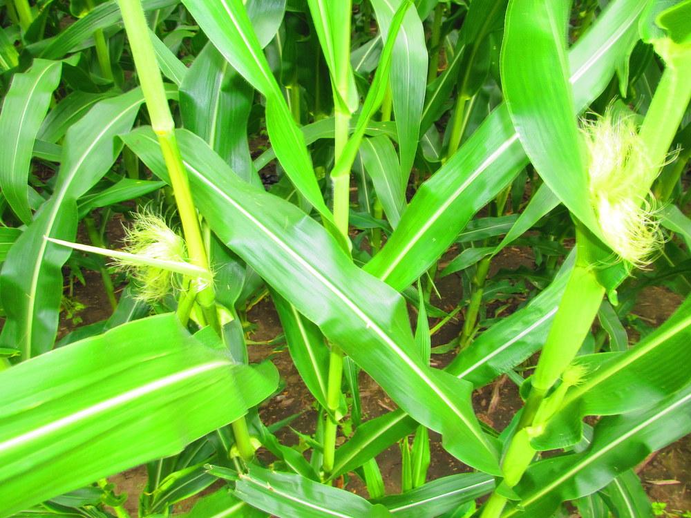Photo of Corn (Zea mays subsp. mays) uploaded by jmorth