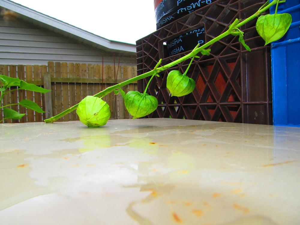 Photo of Physalis uploaded by jmorth