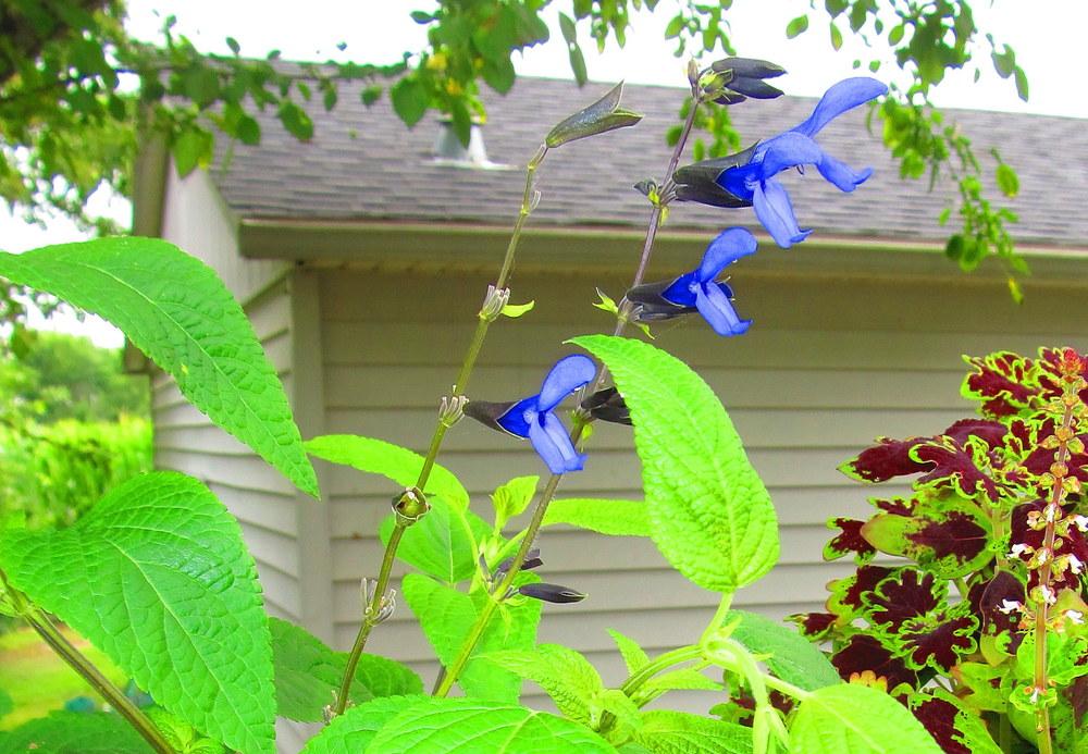 Photo of Anise-Scented Sage (Salvia coerulea 'Black and Blue') uploaded by jmorth