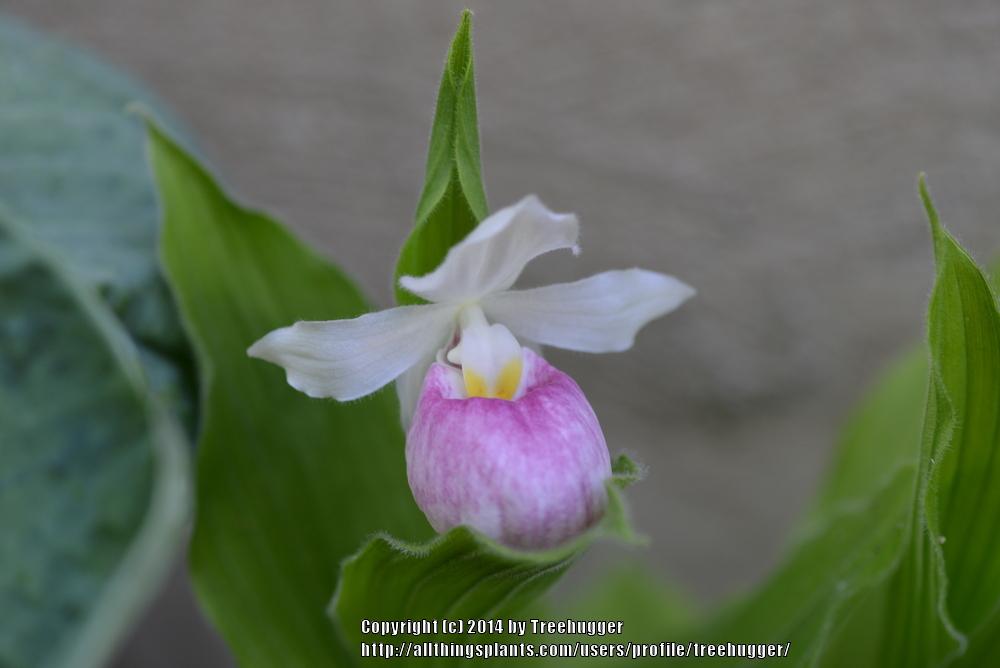 Photo of Showy Lady's Slipper Orchid (Cypripedium reginae) uploaded by treehugger