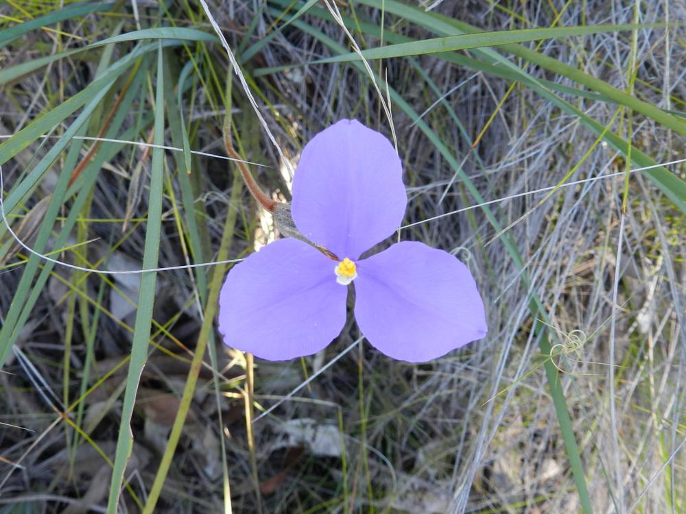 Photo of Native Iris (Patersonia sericea var. sericea) uploaded by Gleni