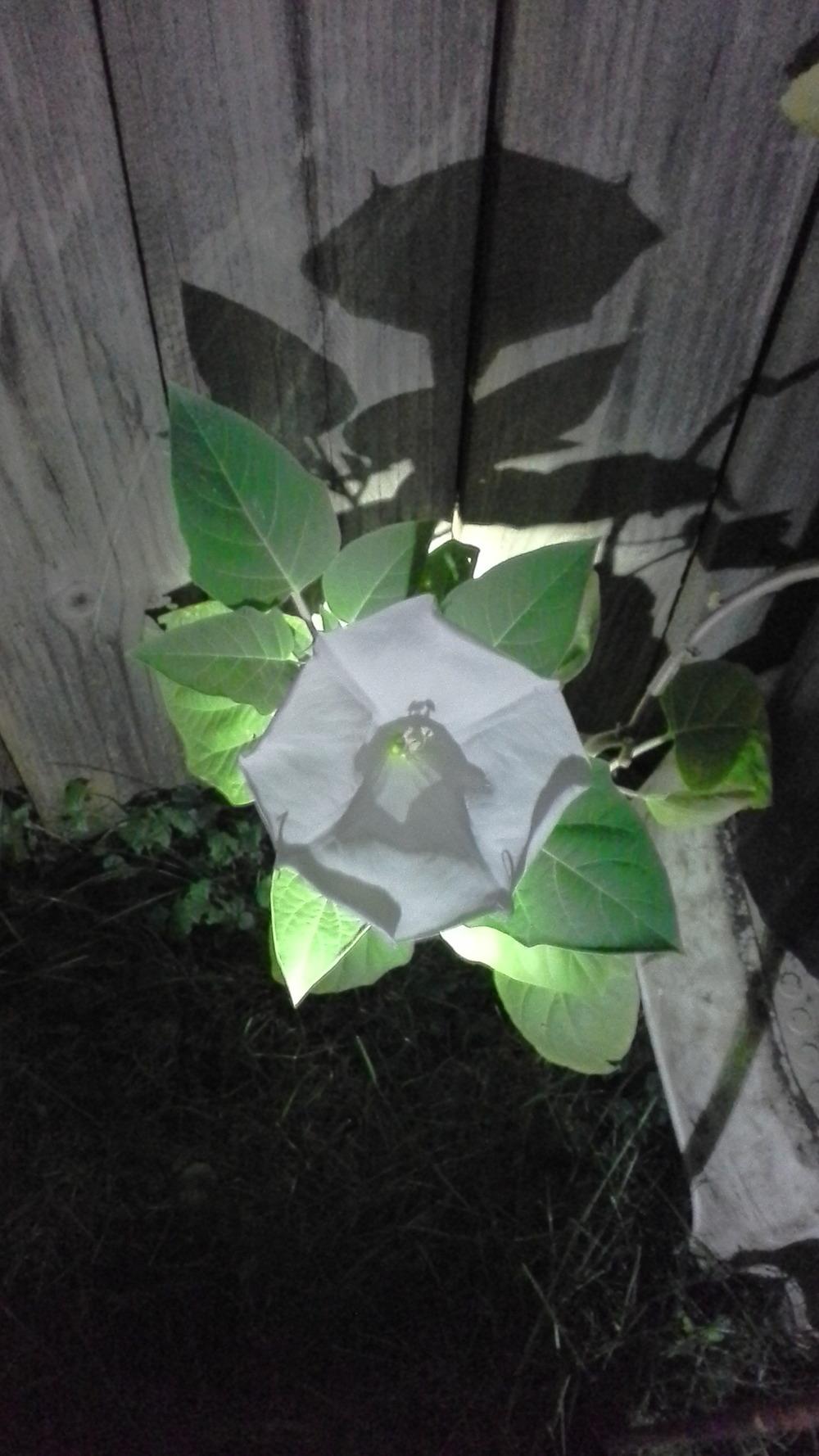 Photo of Jimson Weed (Datura innoxia) uploaded by Imaeus