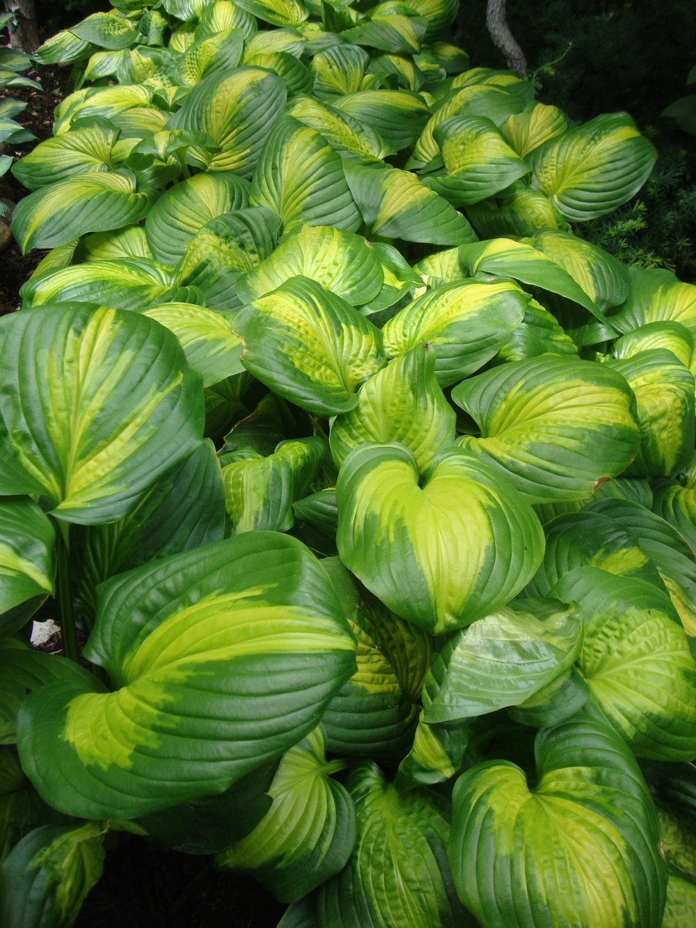 Photo of Hosta 'Cathedral Windows' uploaded by Paul2032