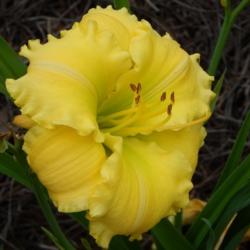 Location: home
Date: 2014-07-01
Beautiful form and a vibrant yellow!  Perfect daylily!