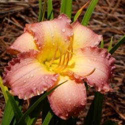 Location: home
Date: 2014-07-02
A lovely, lavender/rose color daylily.  Does look old timey!  Ver