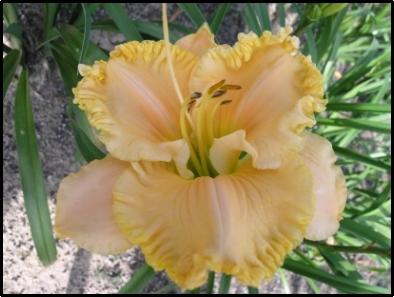 Photo of Daylily (Hemerocallis 'Victorian Queen') uploaded by chalyse