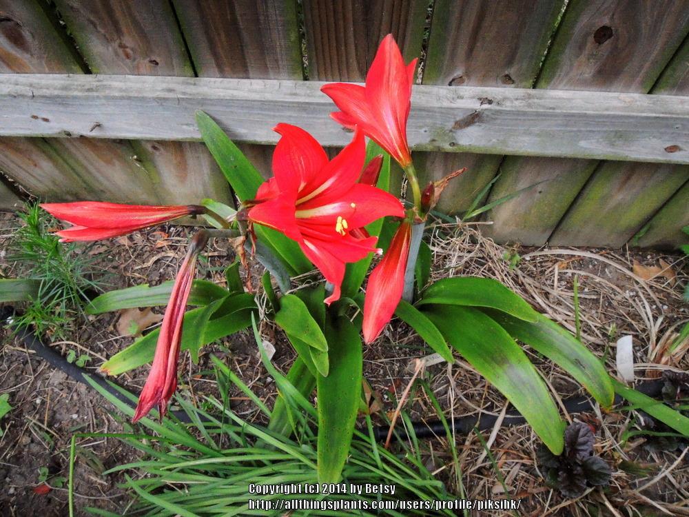Photo of St. Joseph's Lily (Hippeastrum x johnsonii) uploaded by piksihk