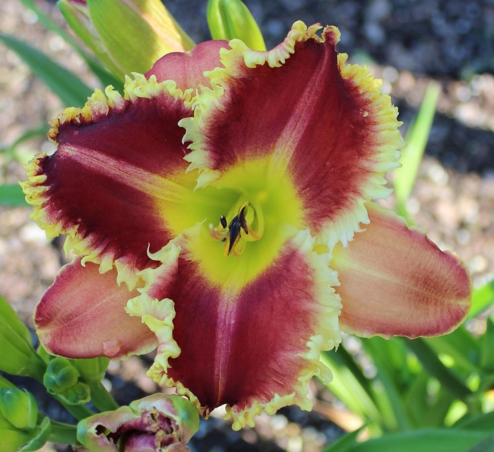 Photo of Daylily (Hemerocallis 'Armed to the Teeth') uploaded by tink3472