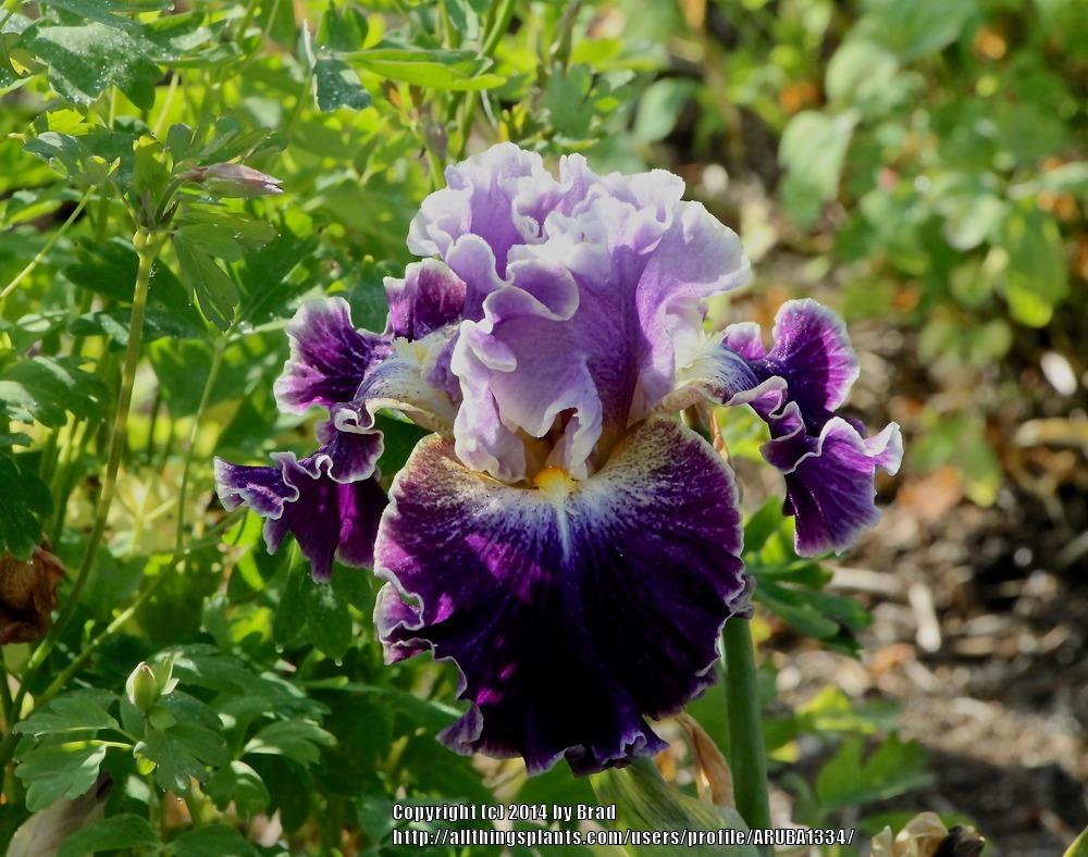 Photo of Tall Bearded Iris (Iris 'Belle Fille') uploaded by ARUBA1334