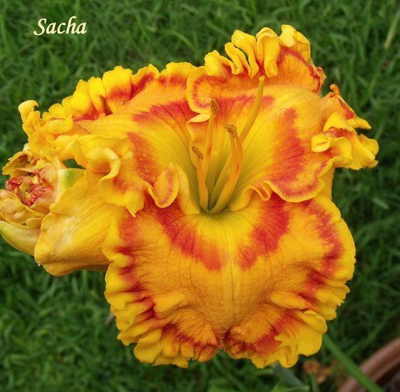 Photo of Daylily (Hemerocallis 'Sacha') uploaded by Ladylovingdove