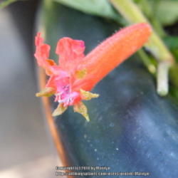Location: My garden in Kentucky
Date: 2014-07-04
First bloom to open!  Growing in a 17 gallon container tub.