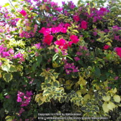 Location: Hidden Hills CA zone 10b
Date: 2014-07-04
2 different Bougainvilleas  - very different leaves